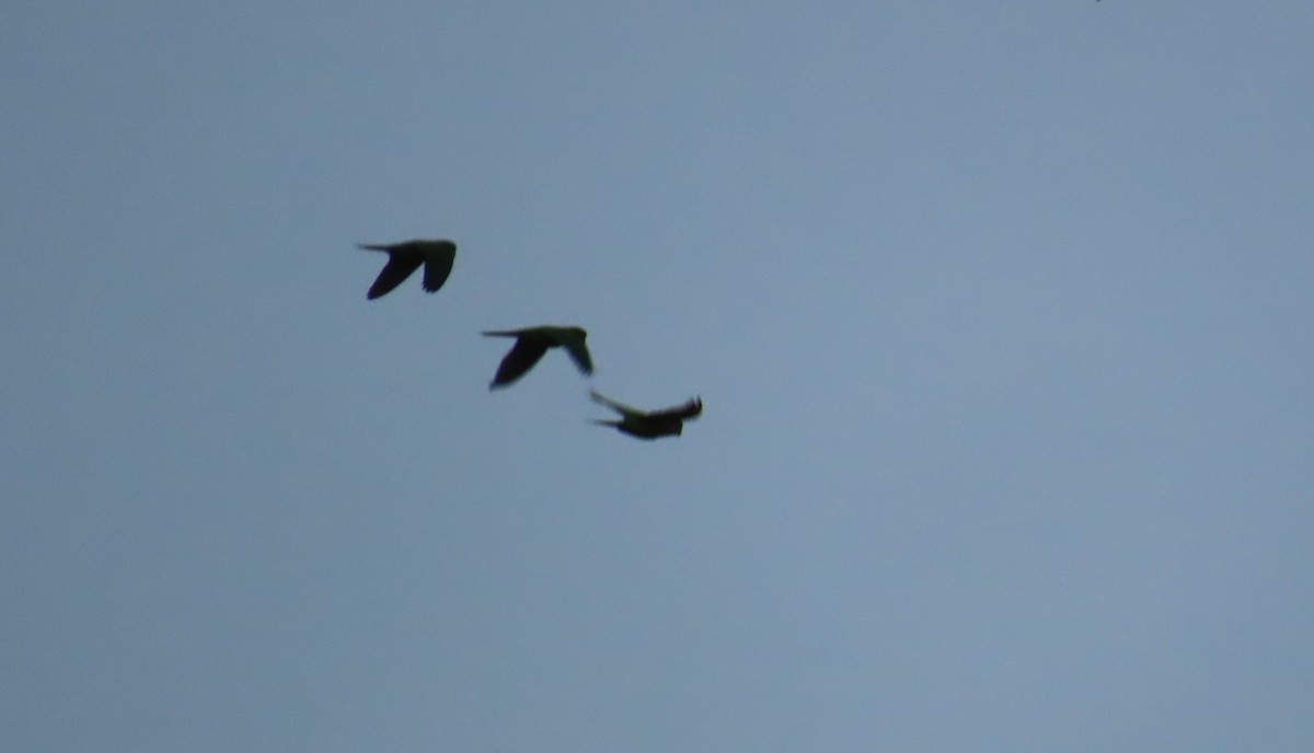 Scarlet-fronted Parakeet - ML642764938