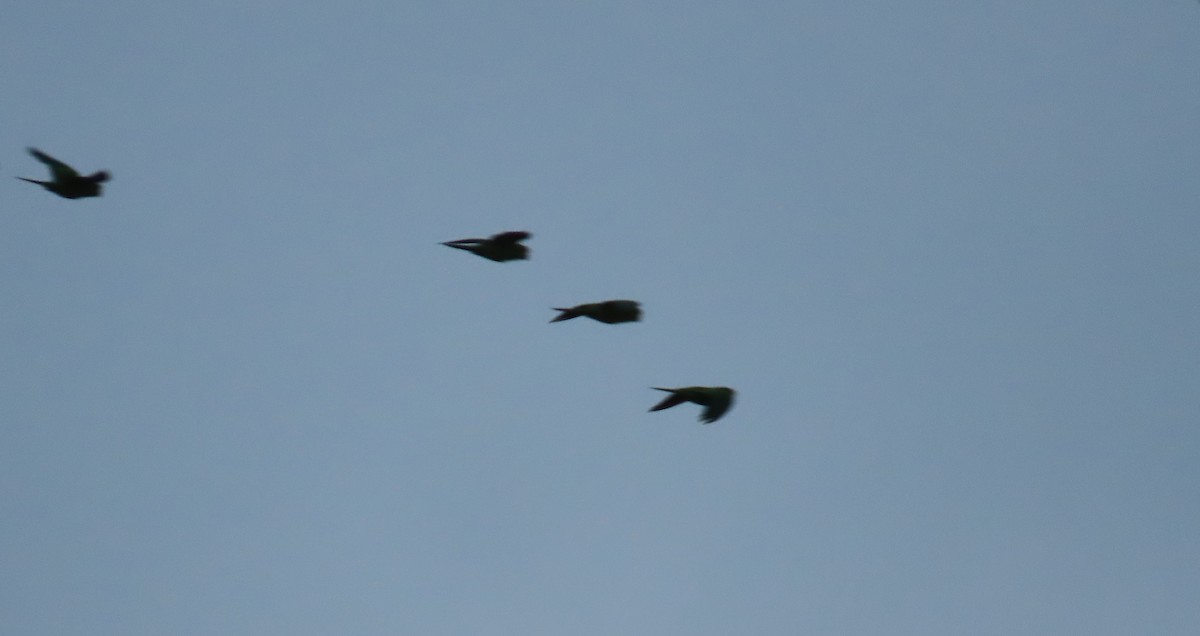 Scarlet-fronted Parakeet - ML642764939