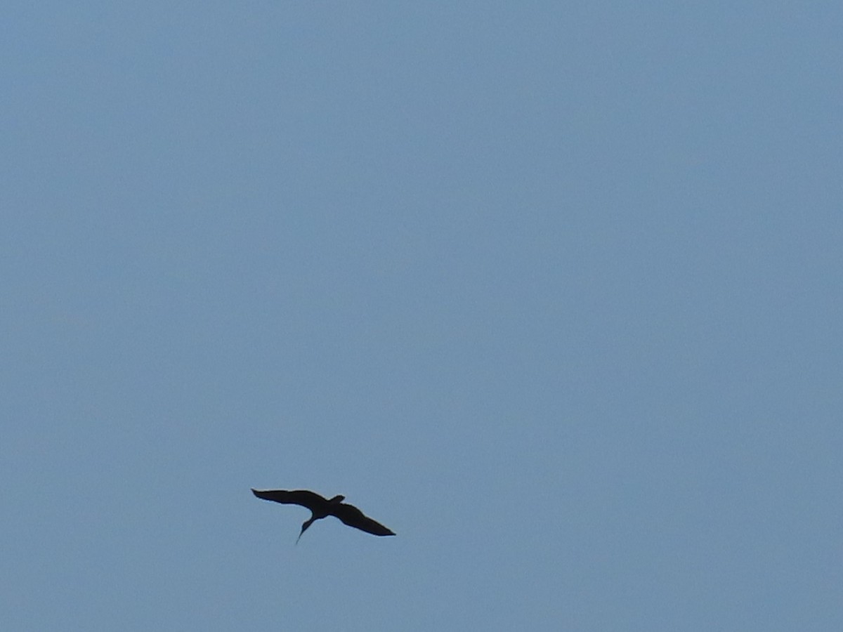 Bare-faced Ibis - ML642764943