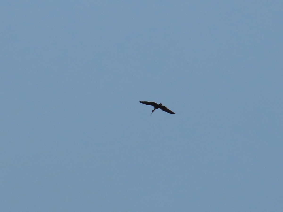 Bare-faced Ibis - ML642764944