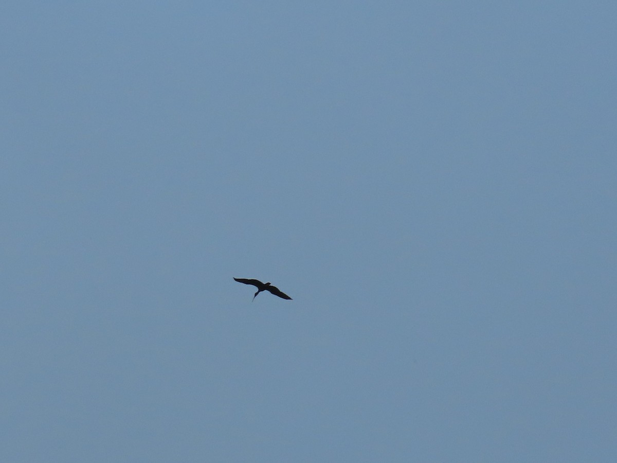 Bare-faced Ibis - ML642764945