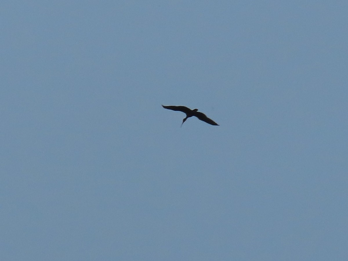 Bare-faced Ibis - ML642764946