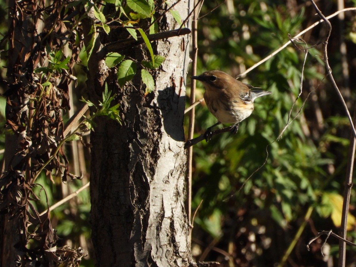 Yellow-rumped Warbler - ML642764976