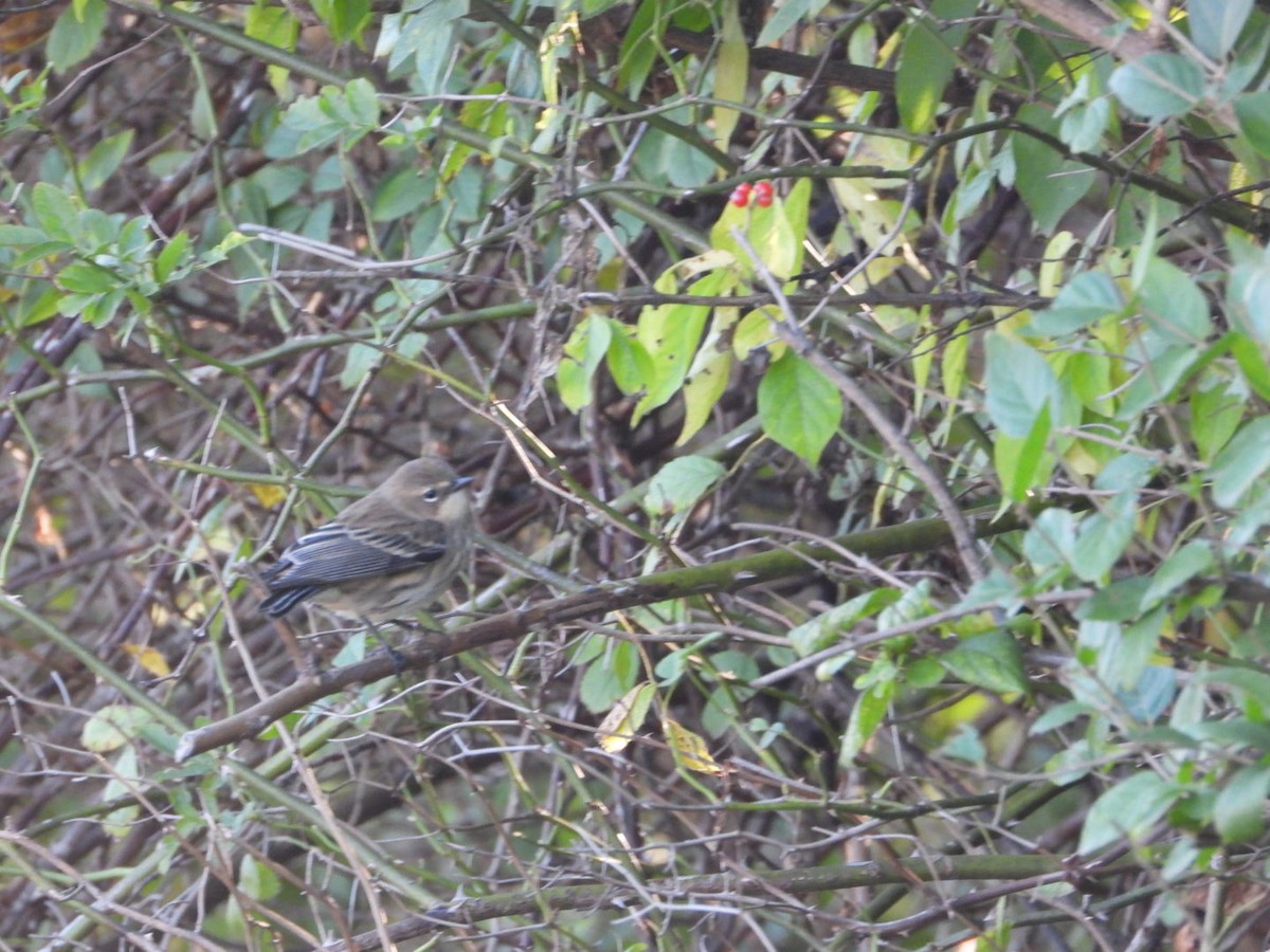 Yellow-rumped Warbler - ML642764977