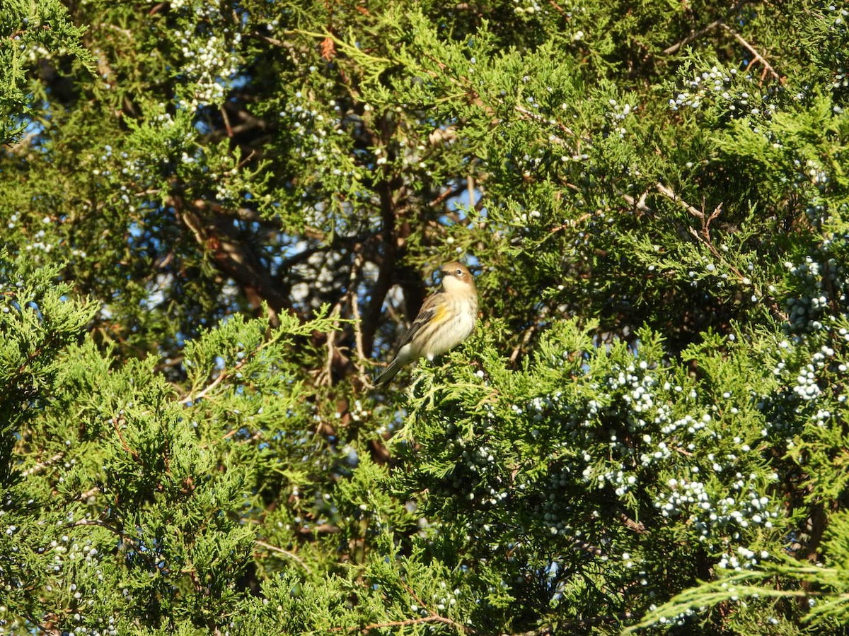 Yellow-rumped Warbler - ML642764978