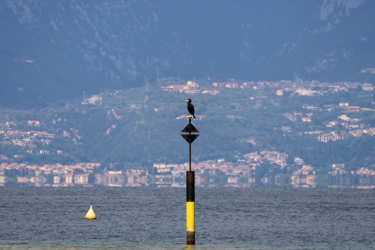 Great Cormorant - ML642764985