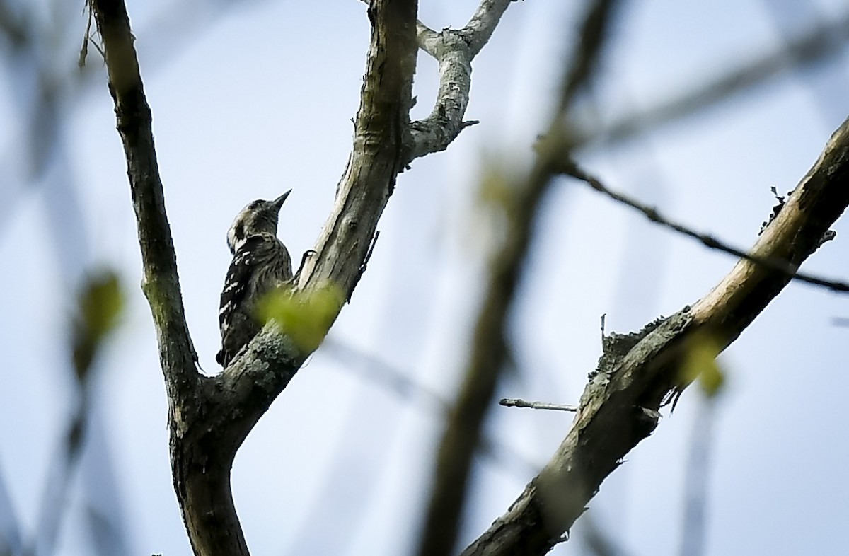 Gray-capped Pygmy Woodpecker - ML642764993