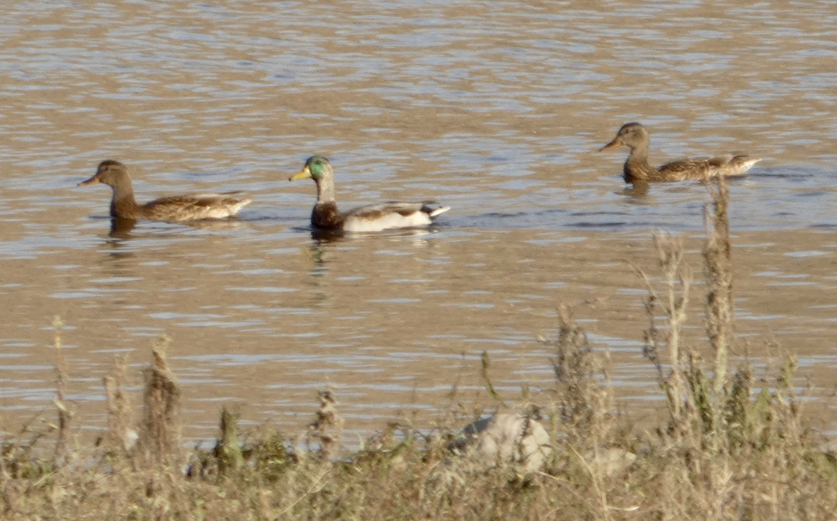 Mallard - ML642765001