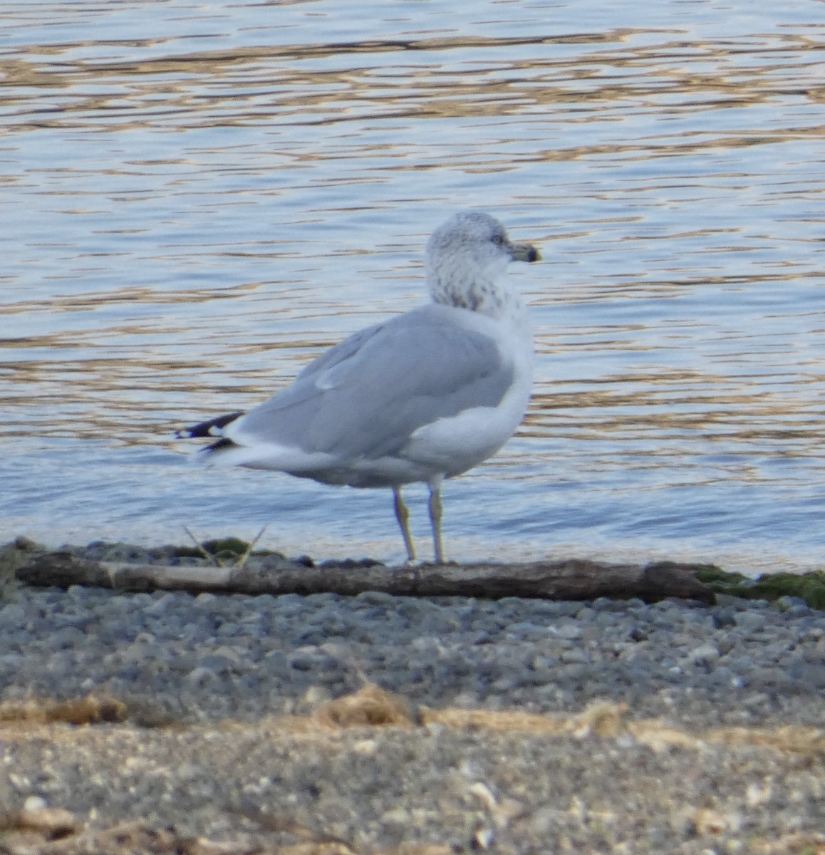 Ring-billed Gull - ML642765013
