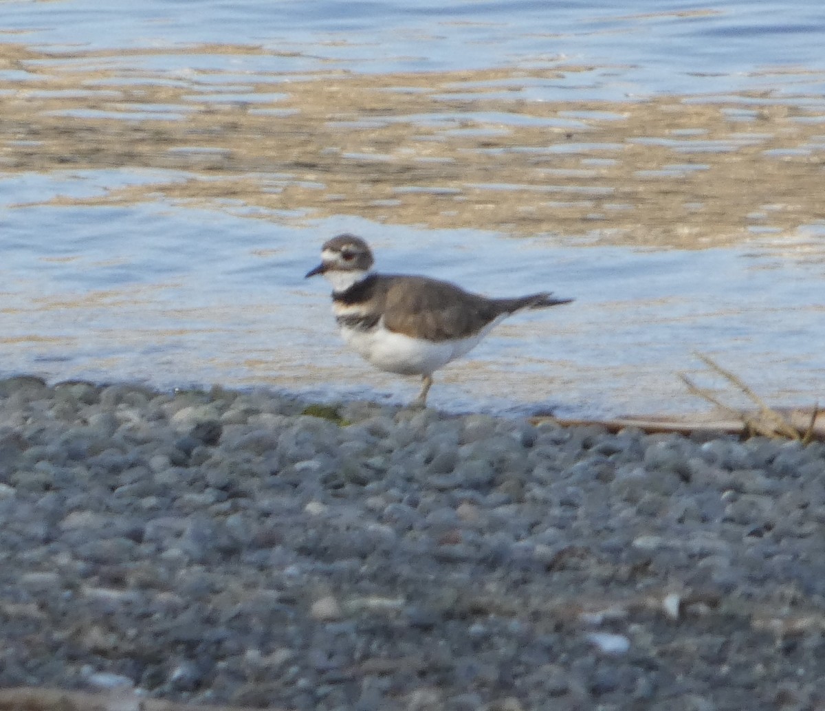 Killdeer - ML642765019