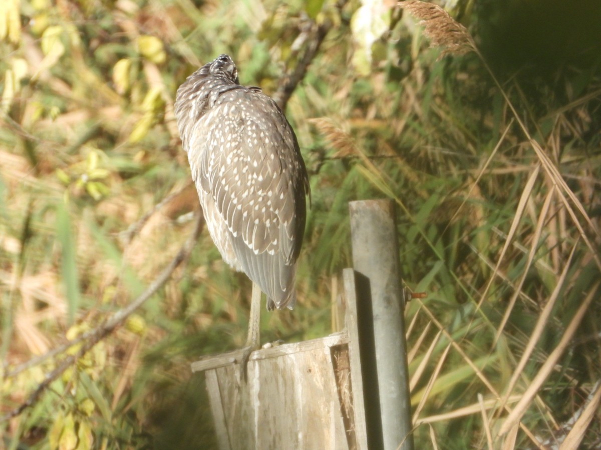 Black-crowned Night Heron - ML642765038