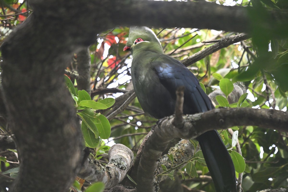 Knysna Turaco - ML642765043