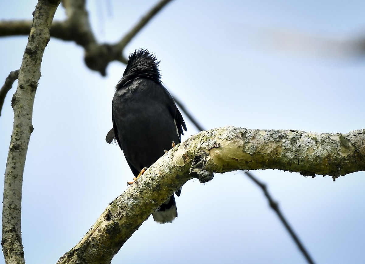 Great Myna - ML642765062