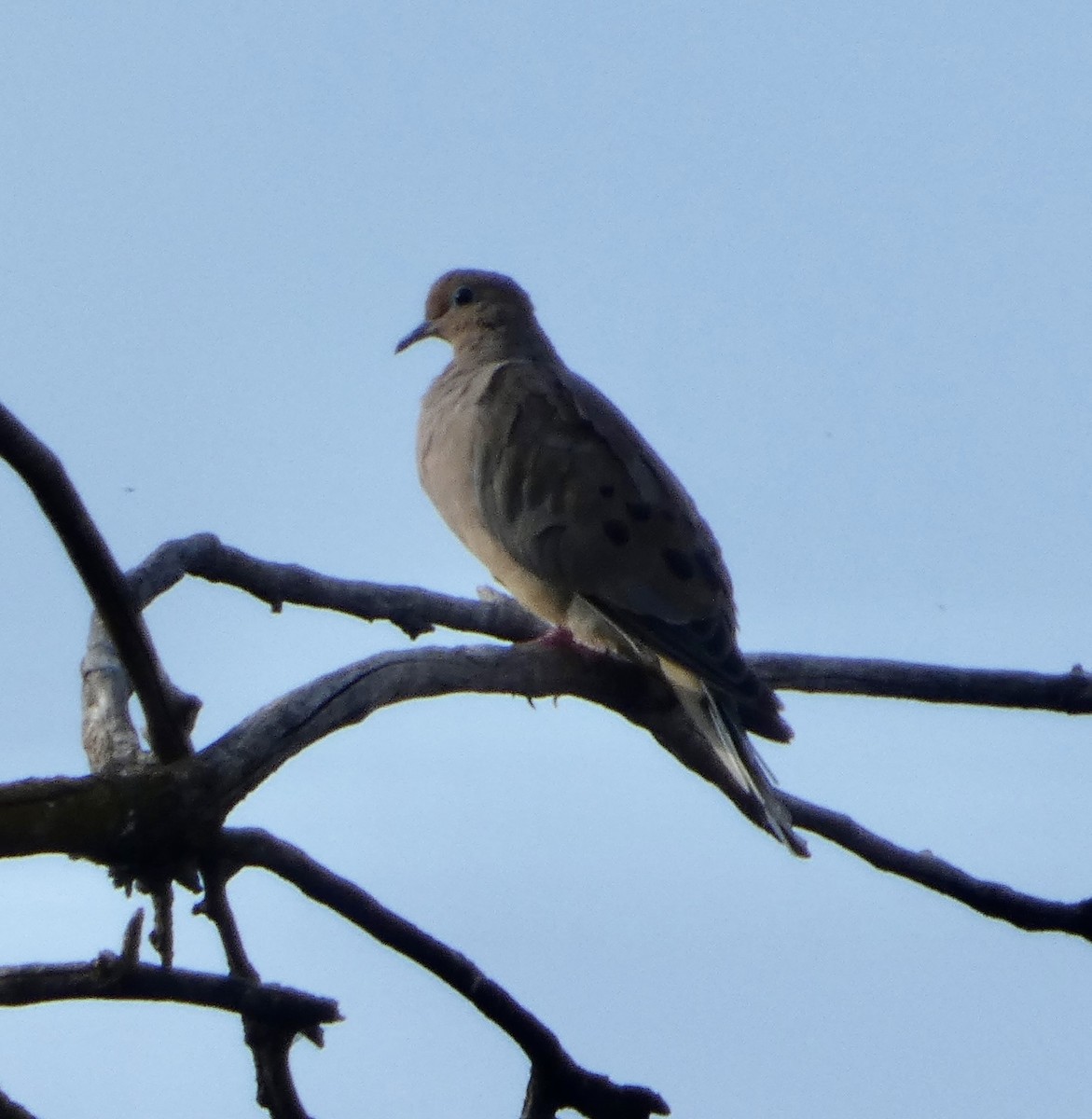 Mourning Dove - ML642765070