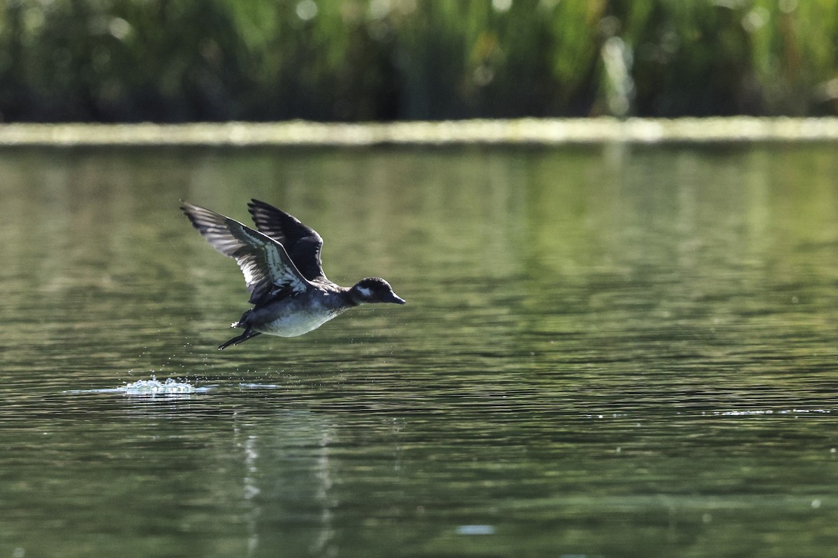 Bufflehead - ML642765079