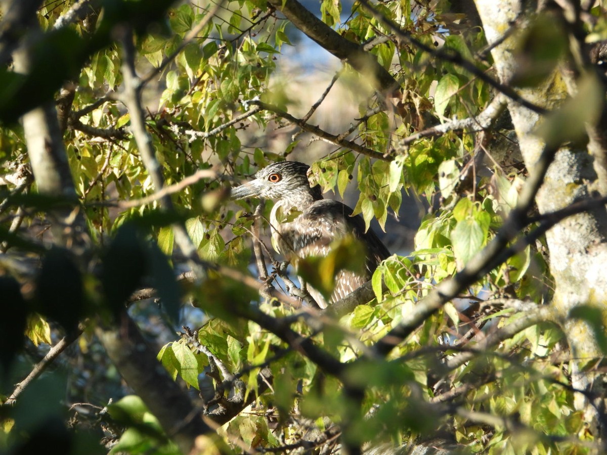 Yellow-crowned Night Heron - ML642765080
