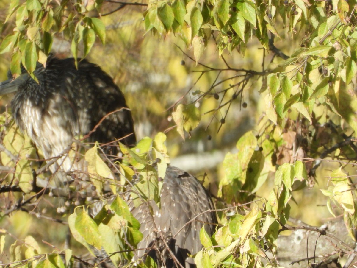 Yellow-crowned Night Heron - ML642765082