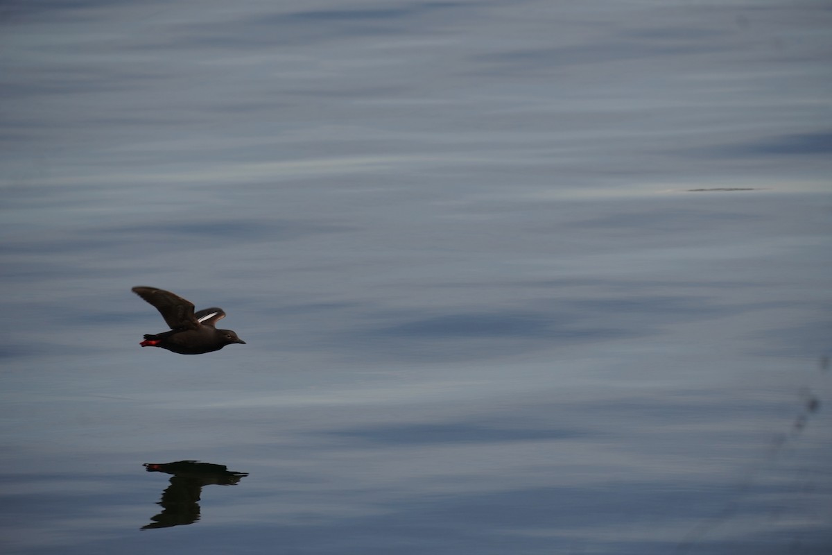 Pigeon Guillemot - ML642765101