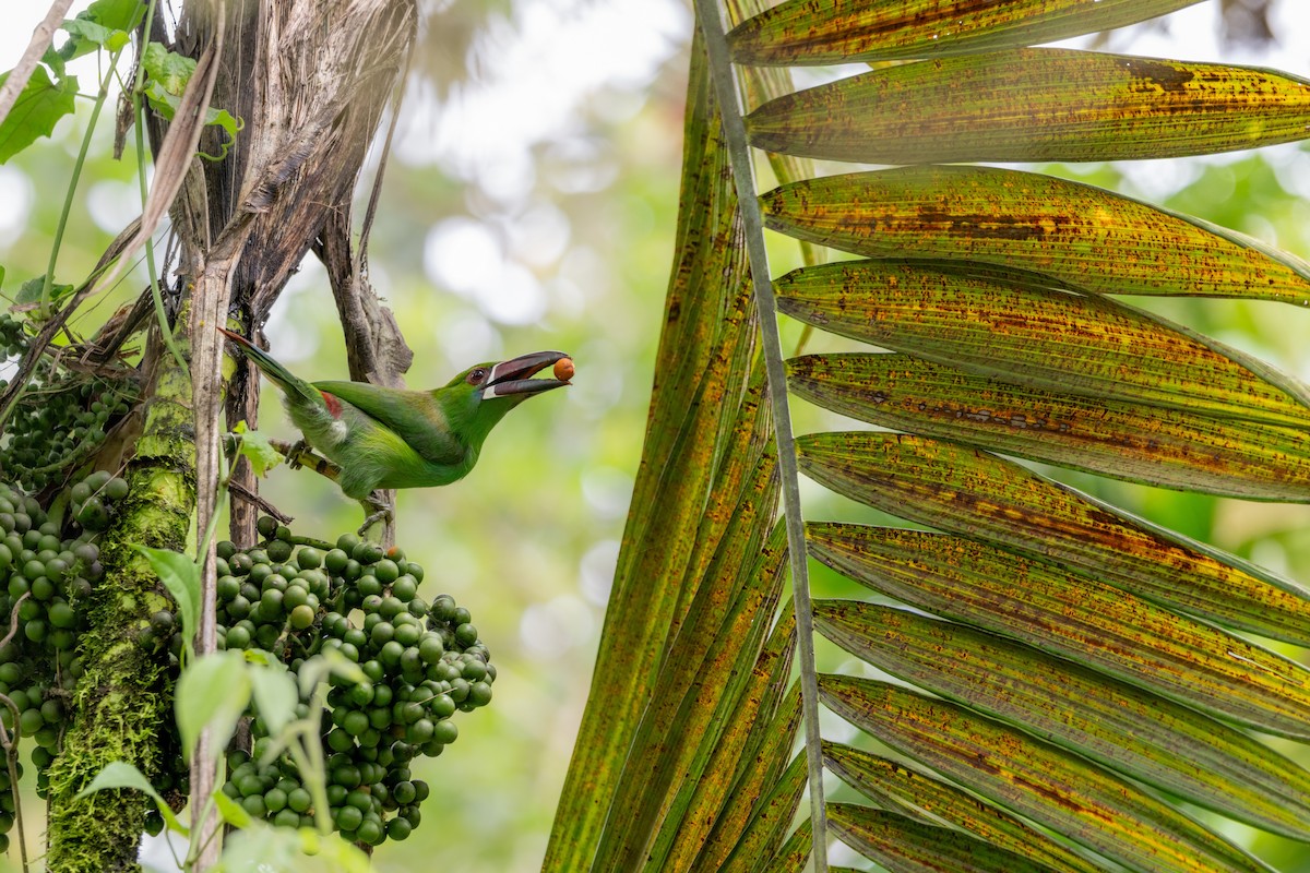 Тукан червоногузий - ML642765110