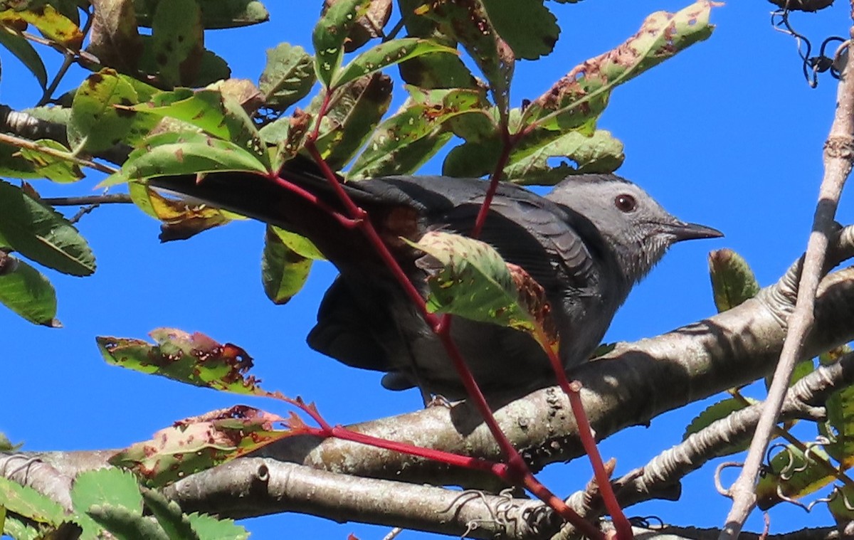 Gray Catbird - ML642765124