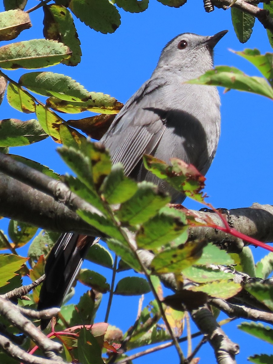 Gray Catbird - ML642765125