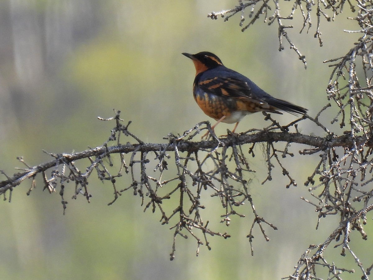 Varied Thrush - ML642765129