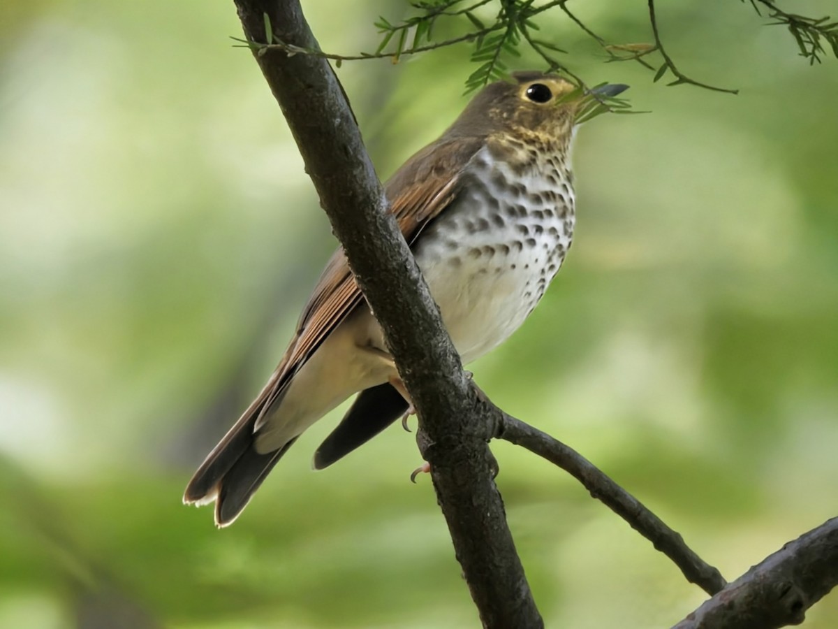 Swainson's Thrush (Olive-backed) - ML642765130