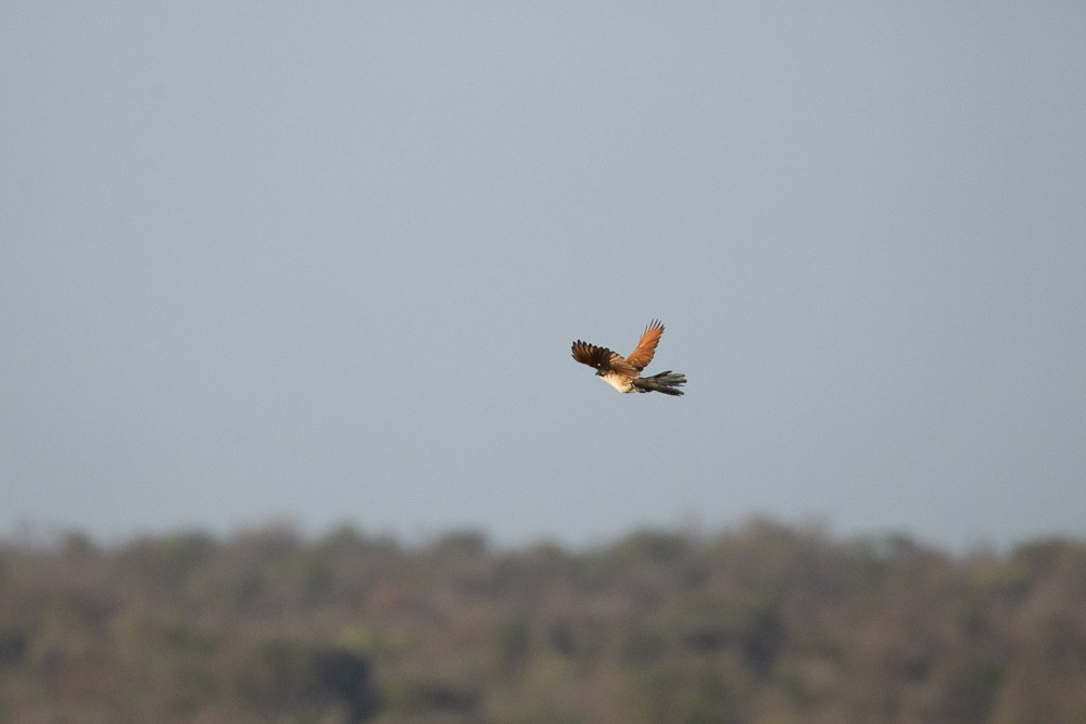 Coucal de Burchell - ML642765134