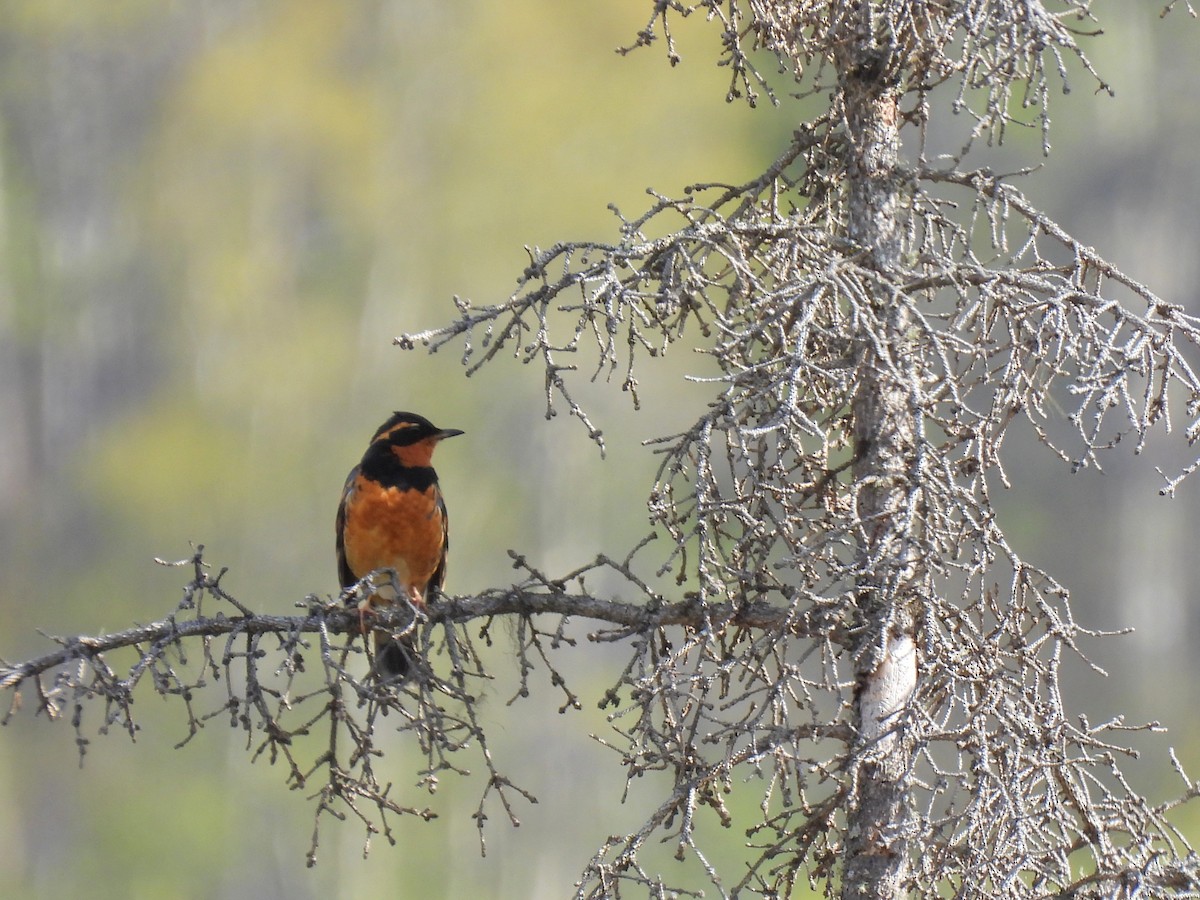 Varied Thrush - ML642765155