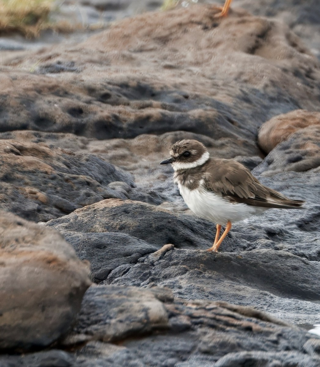 ハジロコチドリ - ML642765156