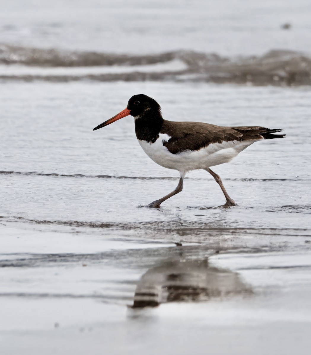 ミヤコドリ - ML642765162