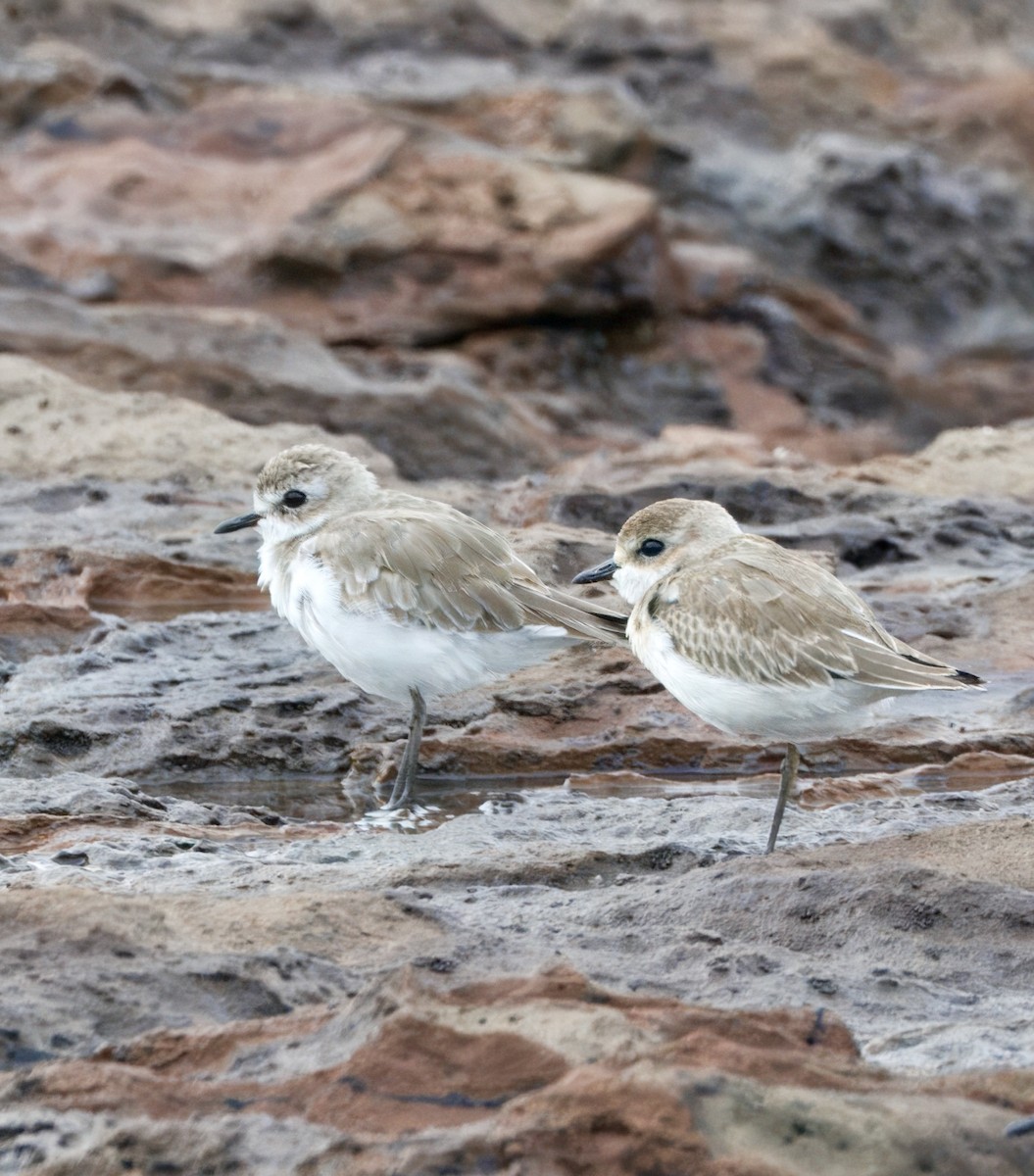 チベットメダイチドリ - ML642765176