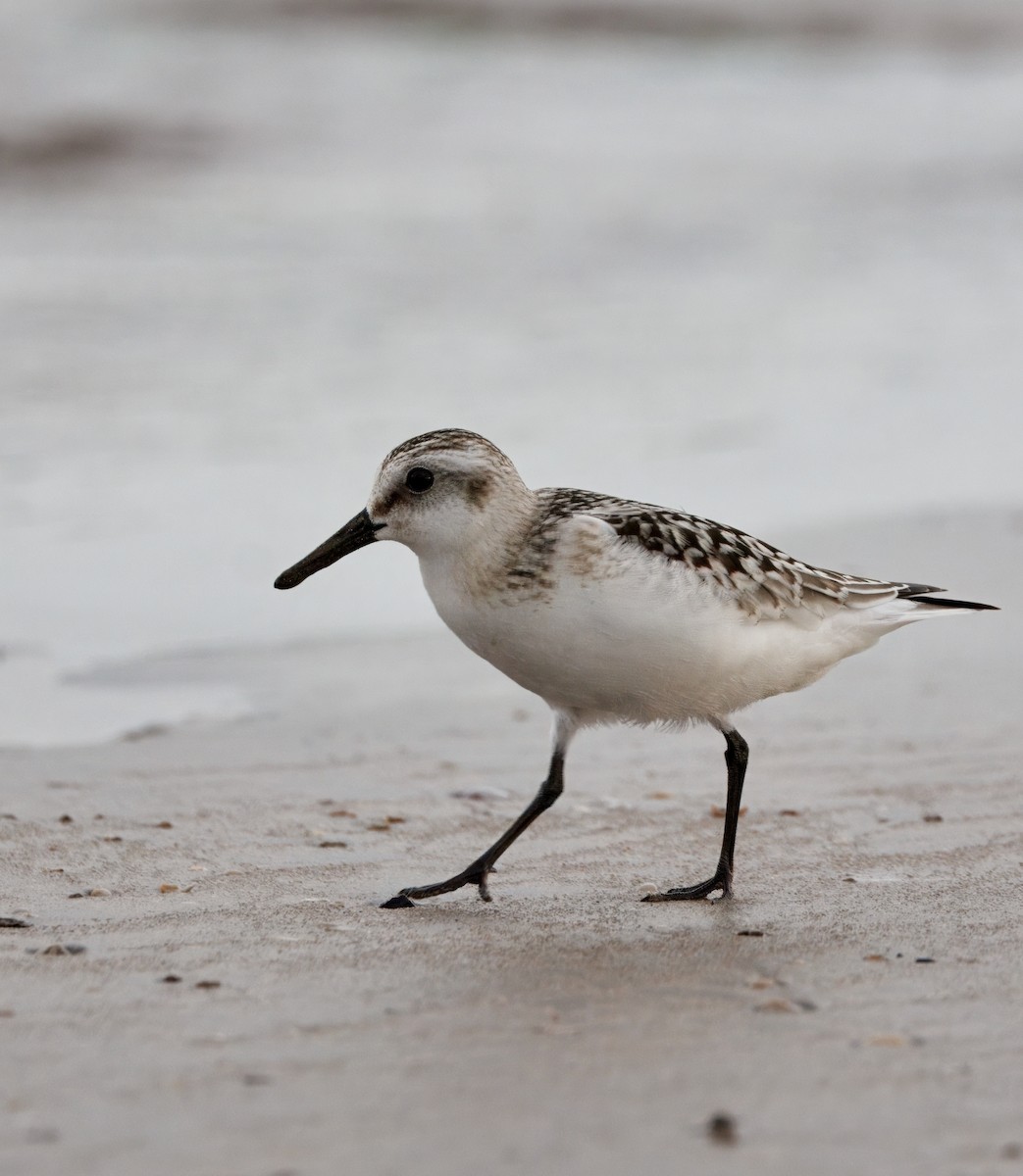 ミユビシギ - ML642765180