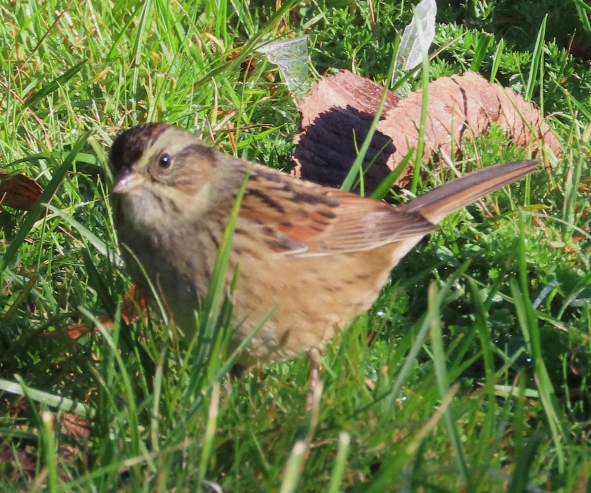 Swamp Sparrow - ML642765186