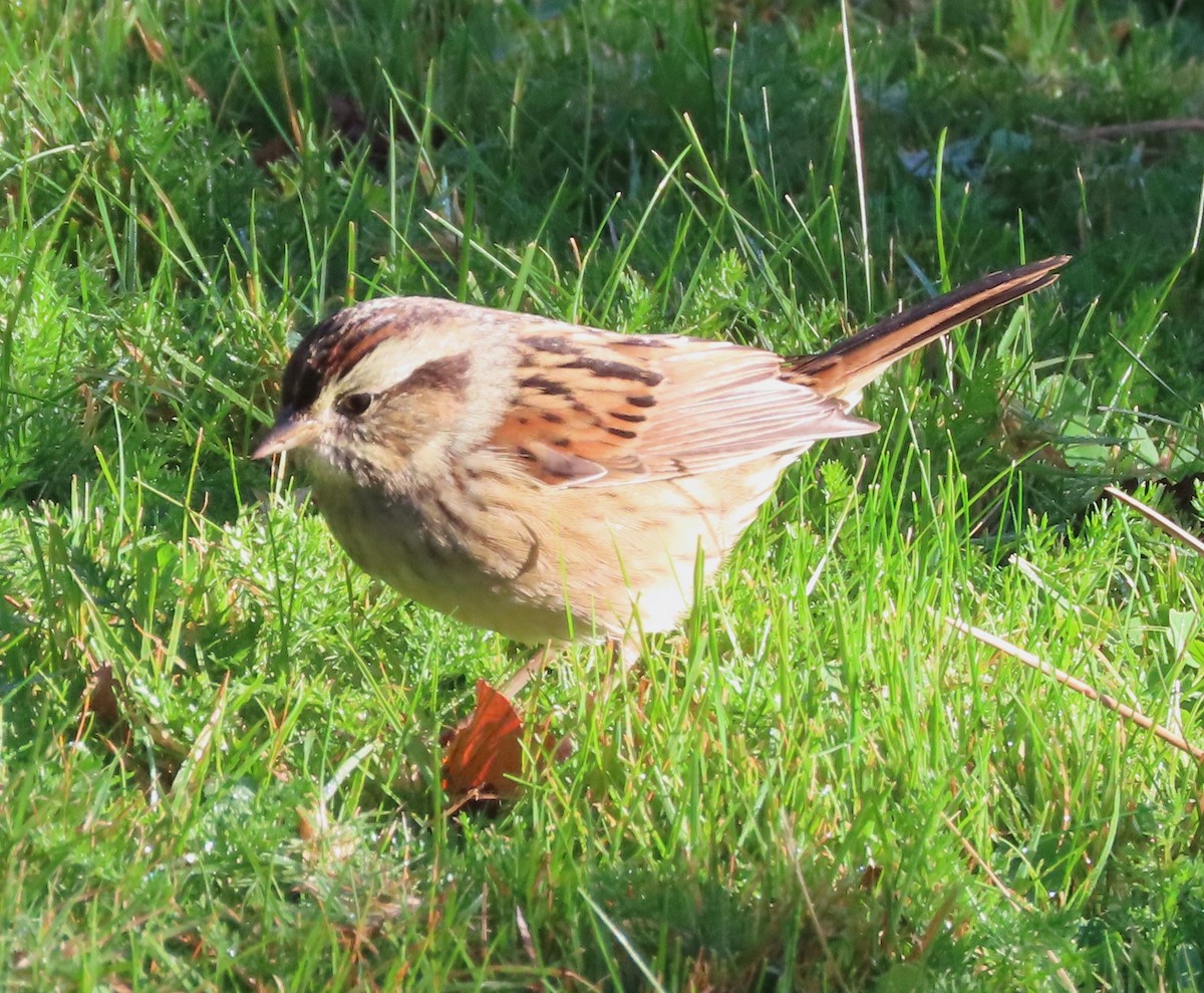 Swamp Sparrow - ML642765187