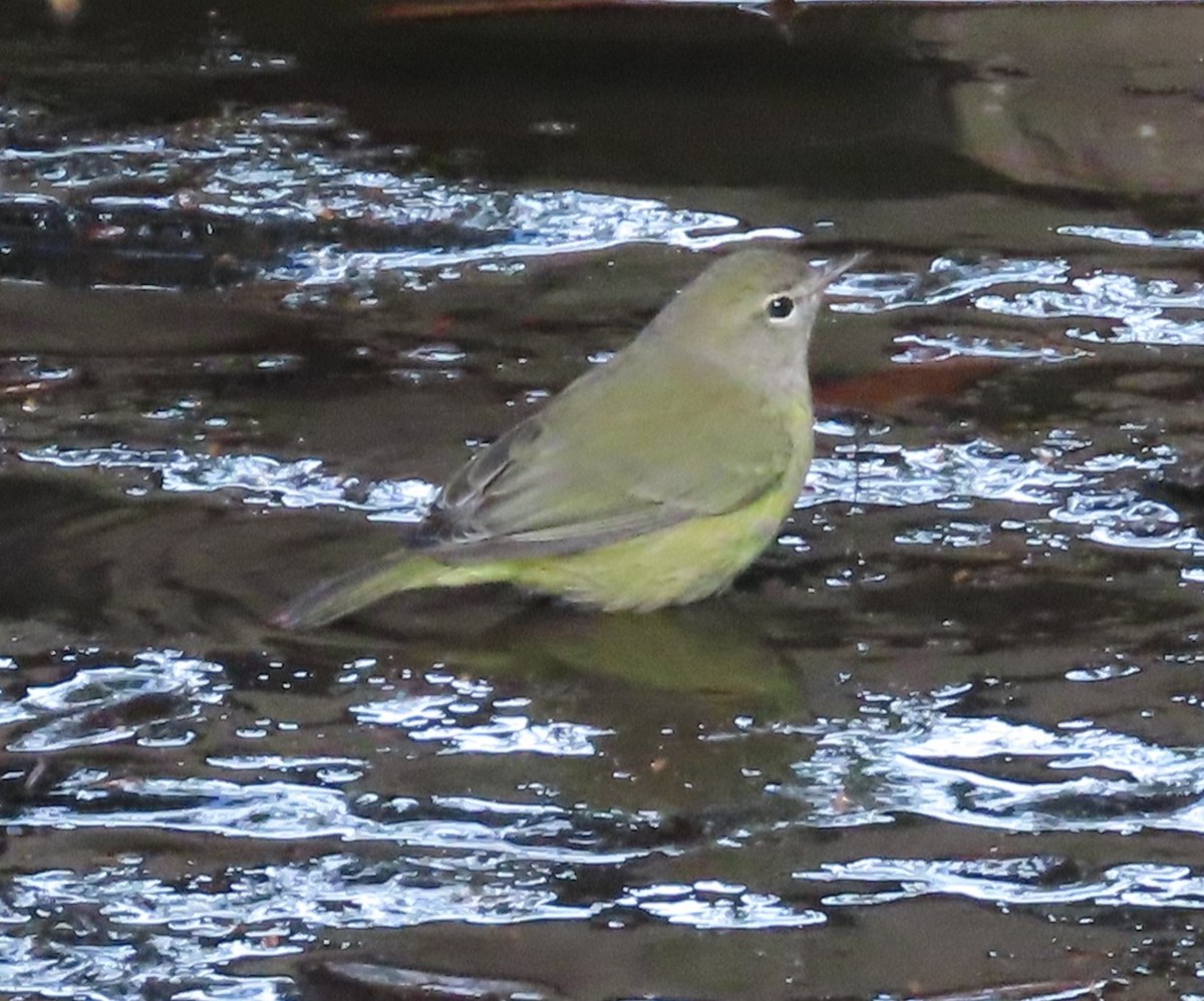 Orange-crowned Warbler - ML642765208