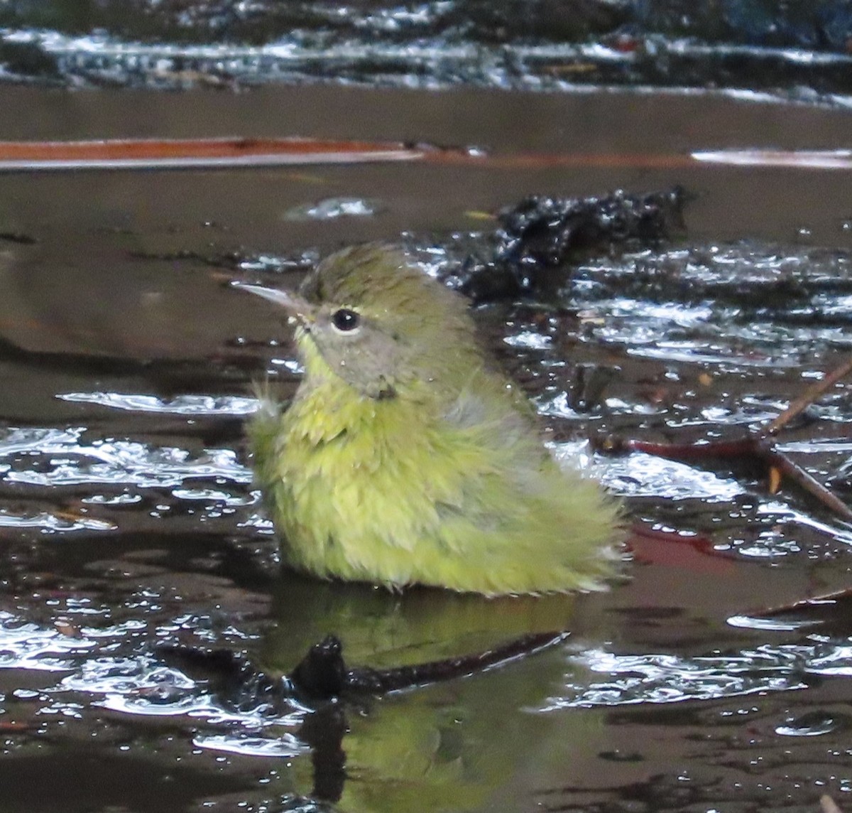 Orange-crowned Warbler - ML642765209