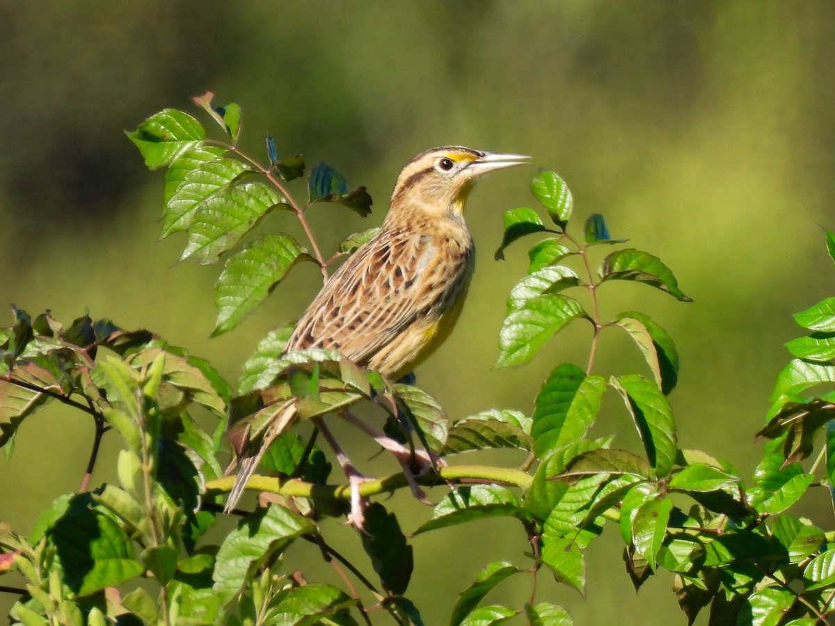 Eastern Meadowlark - ML642765211