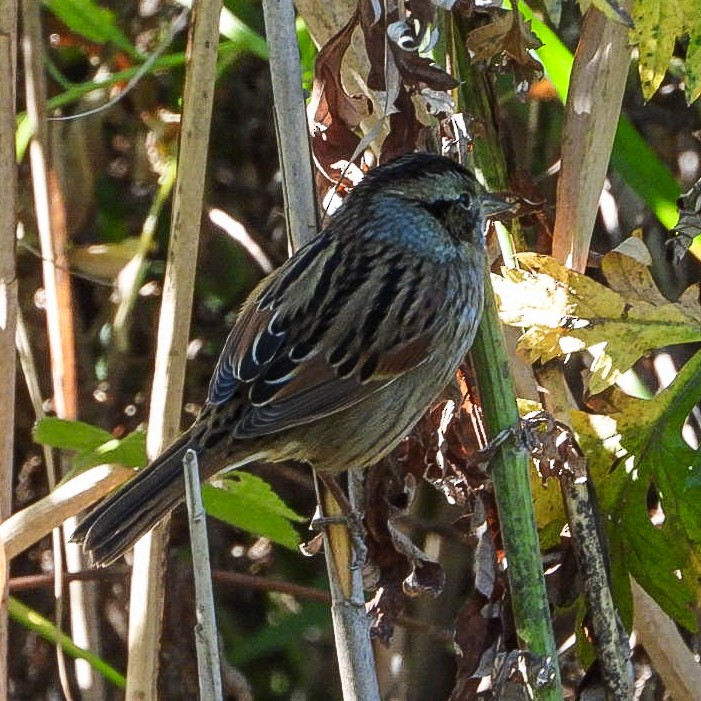 Swamp Sparrow - ML642765215