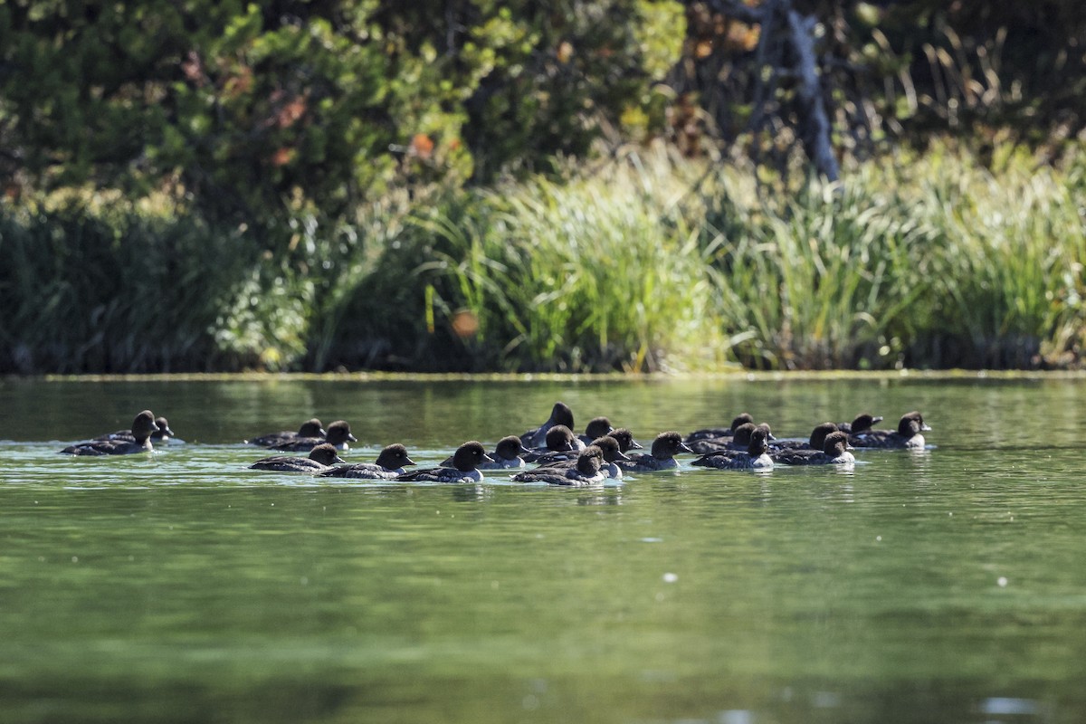 Barrow's Goldeneye - ML642765220