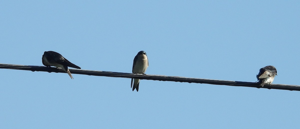 Tree Swallow - ML642765244
