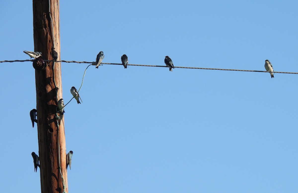 Tree Swallow - ML642765245