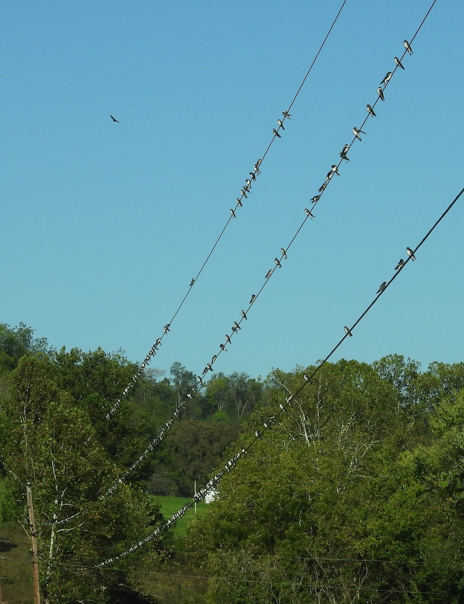 Tree Swallow - ML642765246