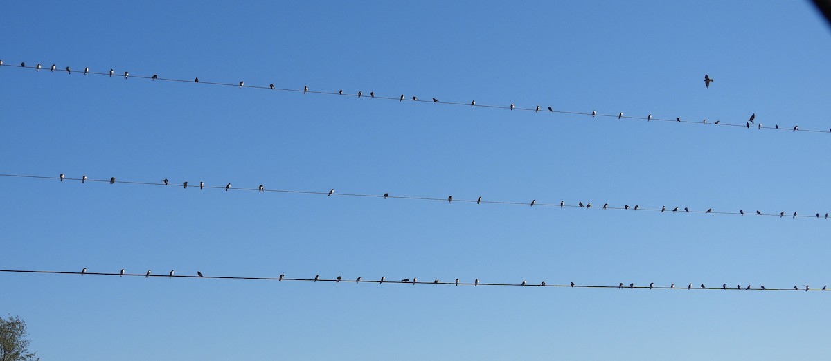 Tree Swallow - ML642765247