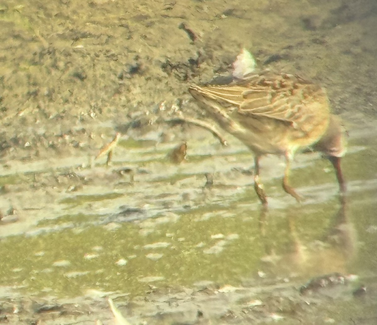 Long-billed Dowitcher - ML642765254