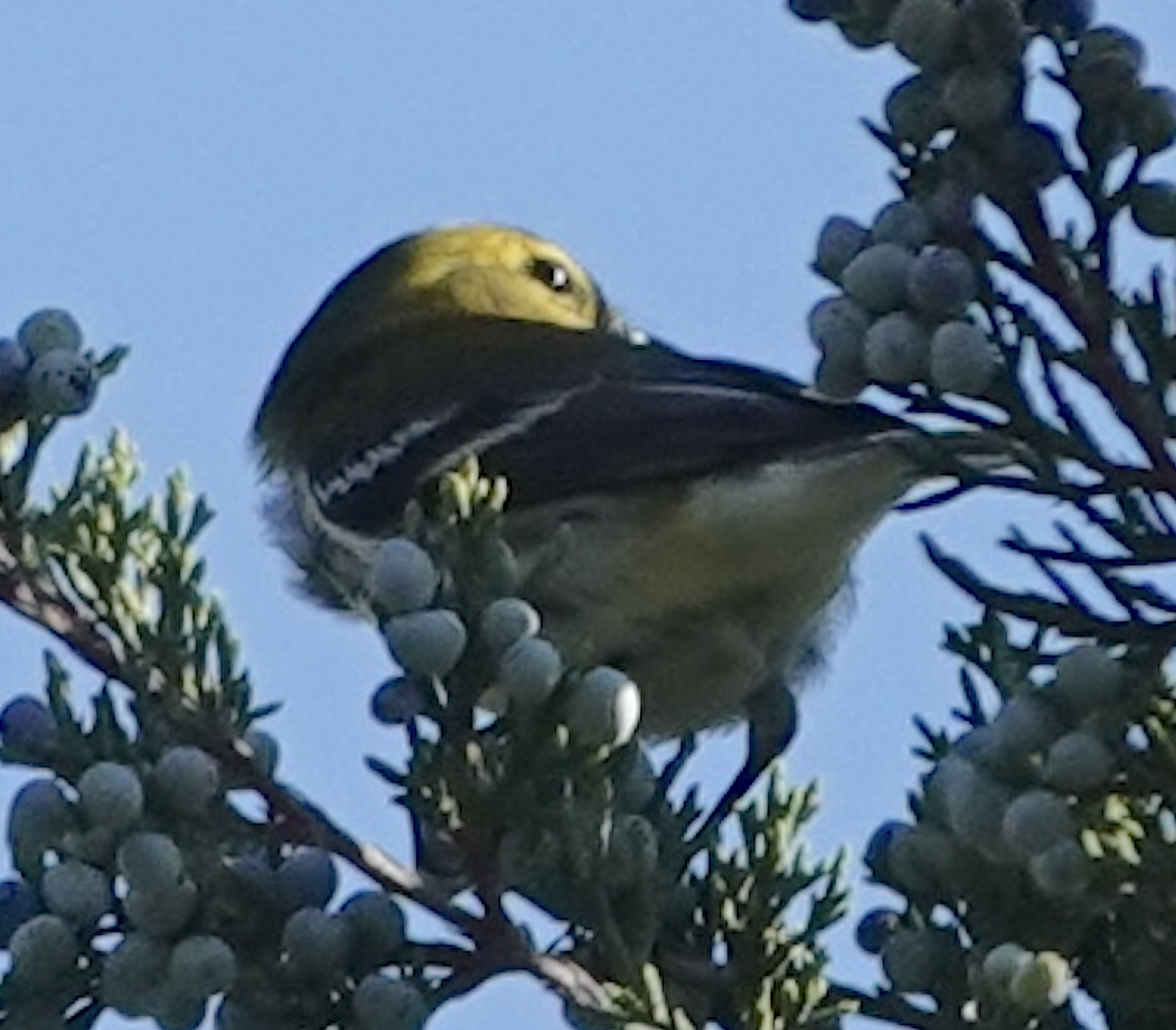 Black-throated Green Warbler - ML642765261