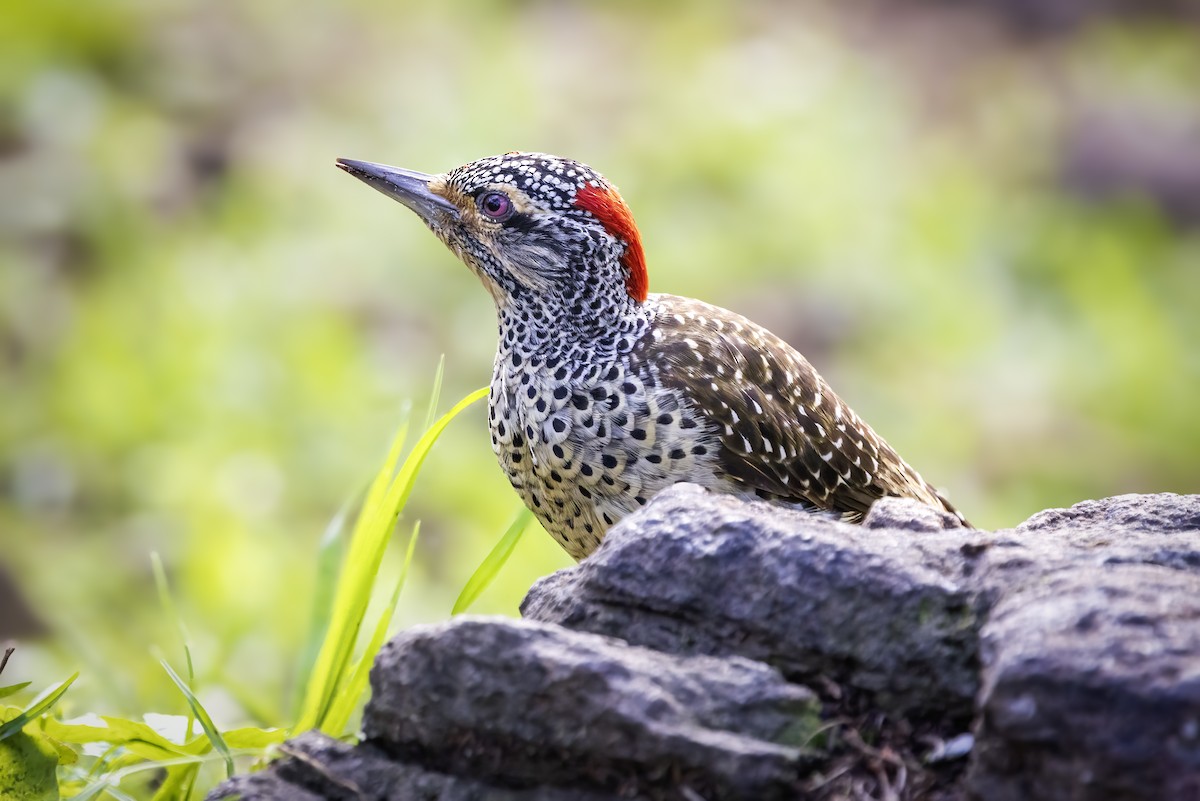 Nubian Woodpecker - ML642765263