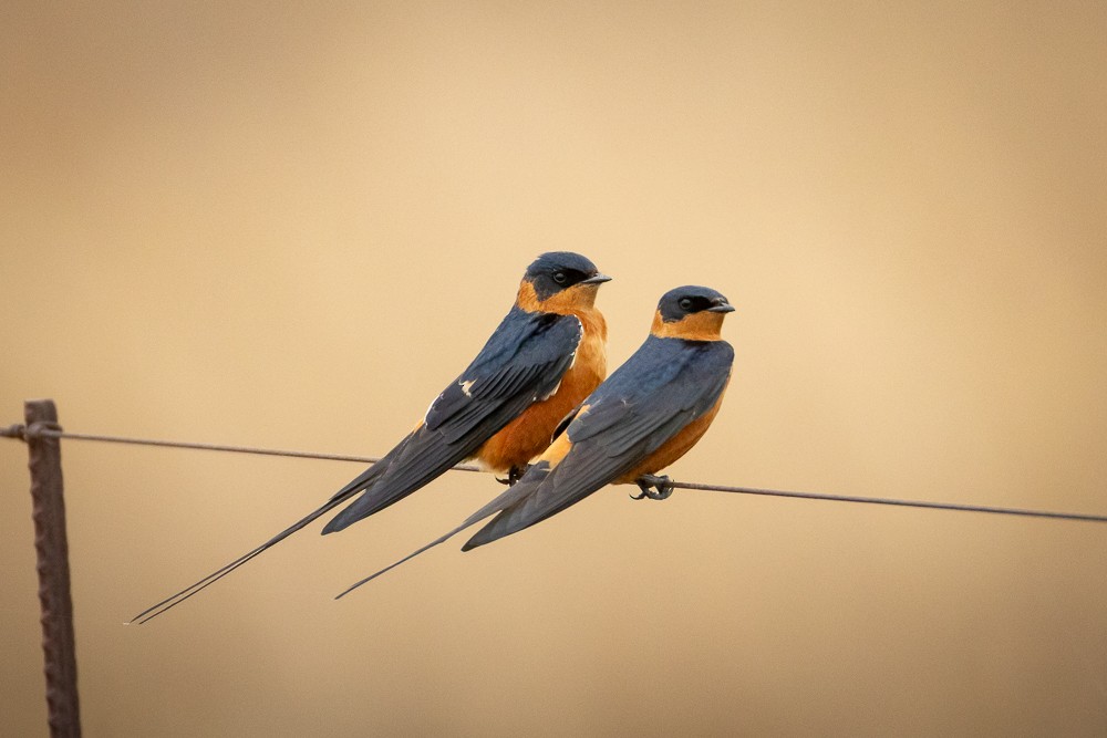 Rufous-chested Swallow - ML642765266