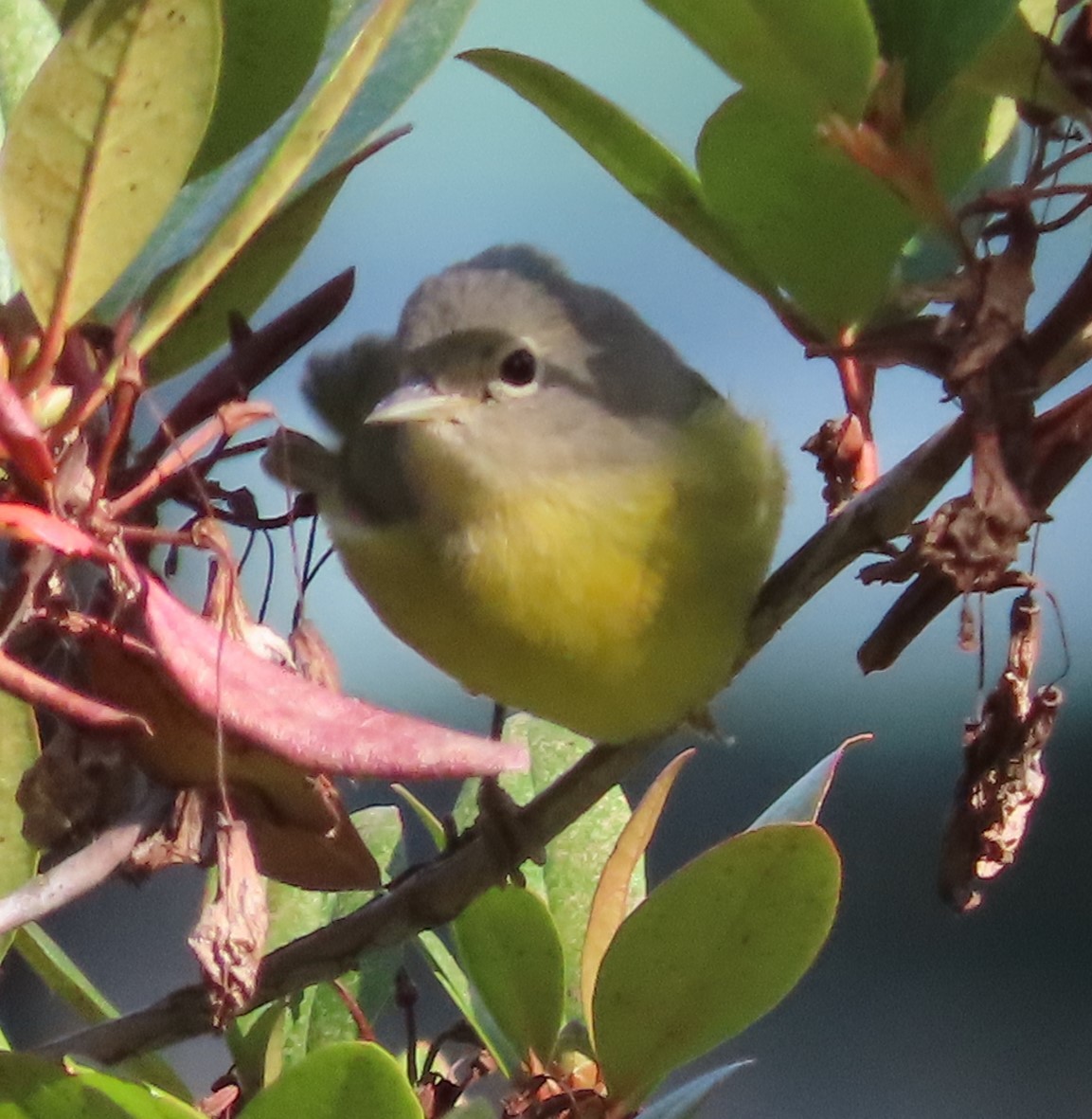 Nashville Warbler - ML642765267