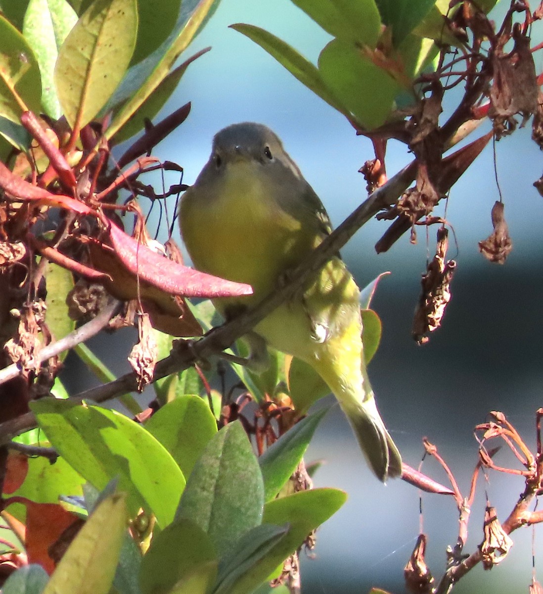 Nashville Warbler - ML642765268